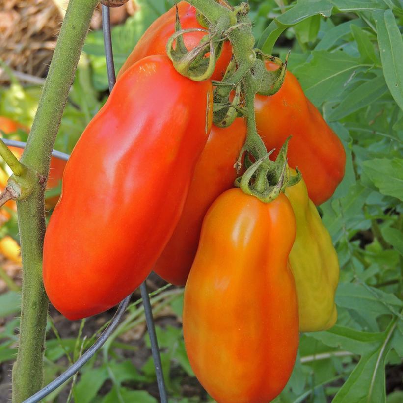 1G Tomato 'Mariana' - Mariana Paste Tomato - 1010095