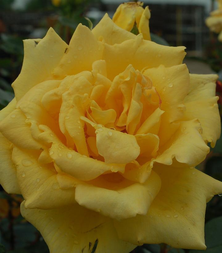 3G Rosa 'Oregold' - Yellow - Hybrid Tea Rose - 1002674