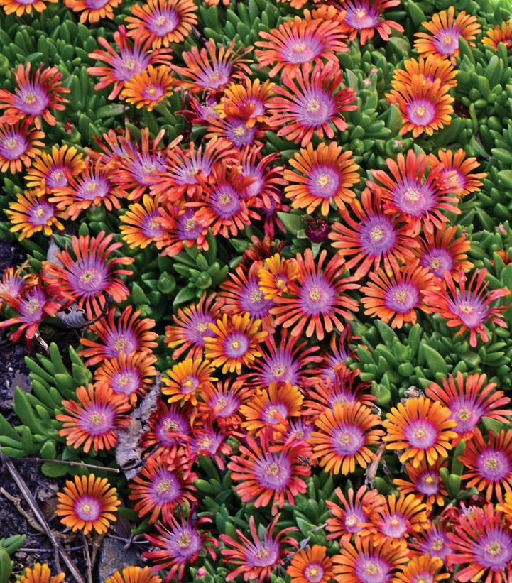 3" Delosperma x 'Fire Spinner' - Ice Plant - 1006261