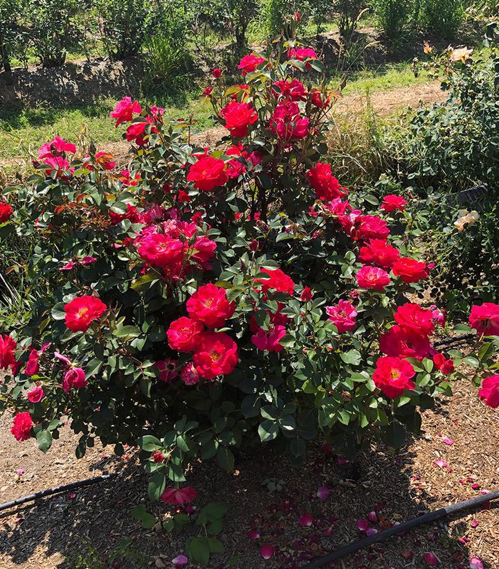 2G Rose Bush - Rosa 'Cinnamon Hearts' - 1020557