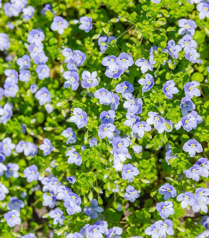 3" Veronica Repens - Creeping Speedwell - 1002608