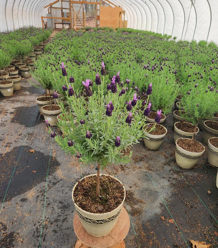 2G Lavandula Stoechas 'Anouk' - Spanish Lavender Tree - 1021122