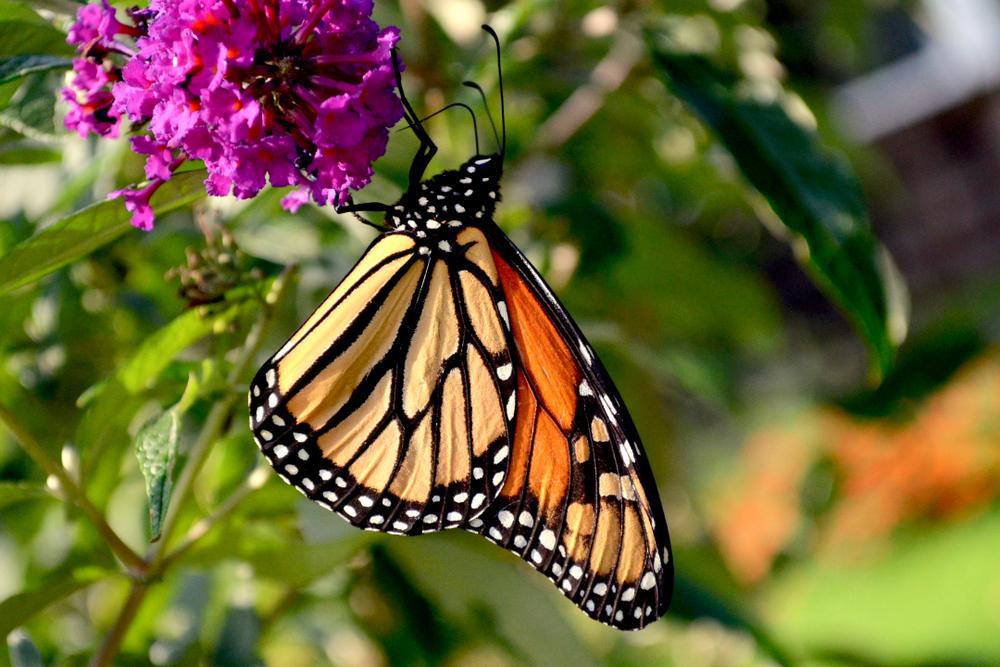 2G Buddleia (Butterfly Bush) Perennial