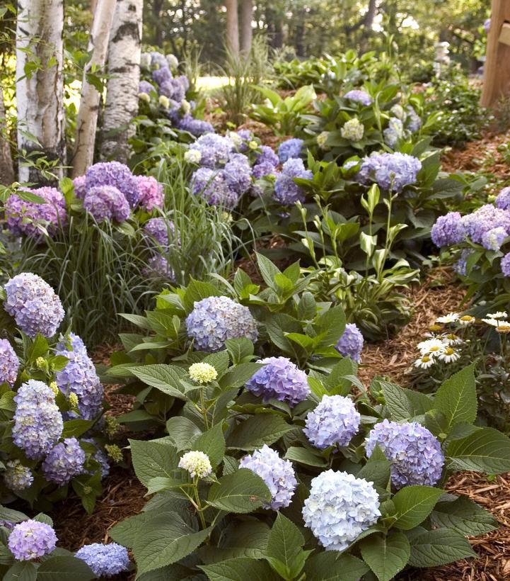 #10 Hydrangea mac. Endless Summer® 'The Original' ('Bailmer') Endless Summer® The Original Hydrangea: Patent PP15298