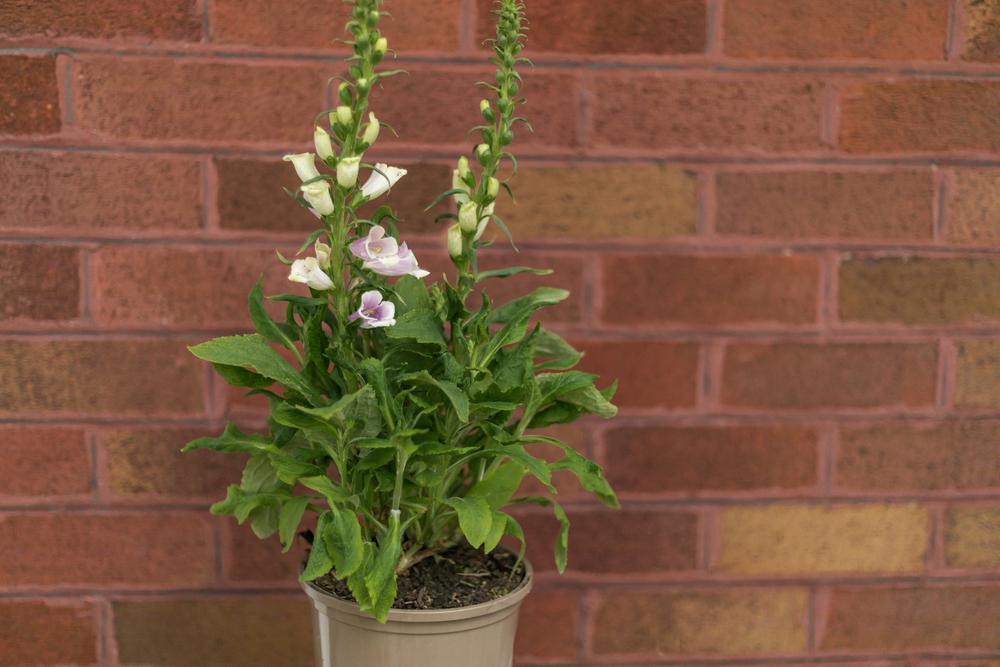 Quart Perennial Digitalis (Foxglove) Sun/Part Shade