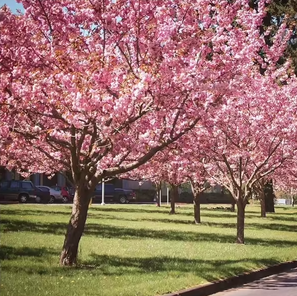 10G Flowering Cherry Tree - Kwanzan - 5760