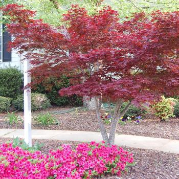 15G Acer Palmatum Bloodgood Laceleaf Japanese Maple