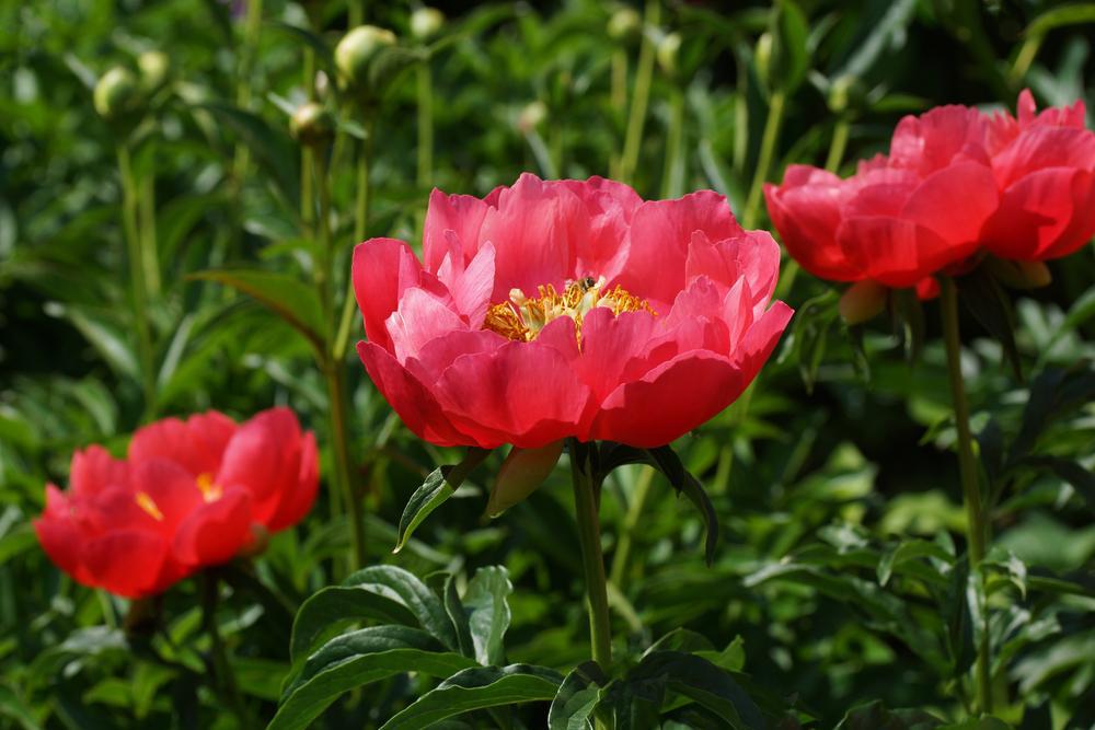 3G Paeonia lactiflora 'Paula Fay' Paula Fay Peony (Hot Pink) 1006214