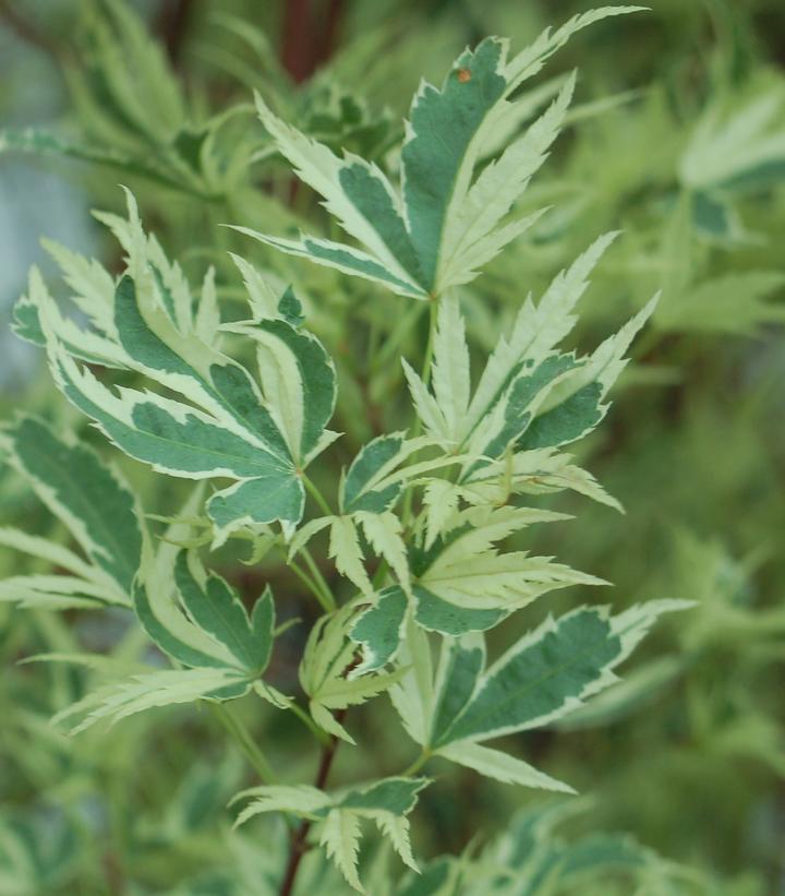 5G Acer palmatum 'Butterfly' Butterfly Japanese Maple 1003579