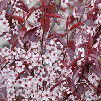 5G Prunus Cistena Purple Leaf Sand Cherry