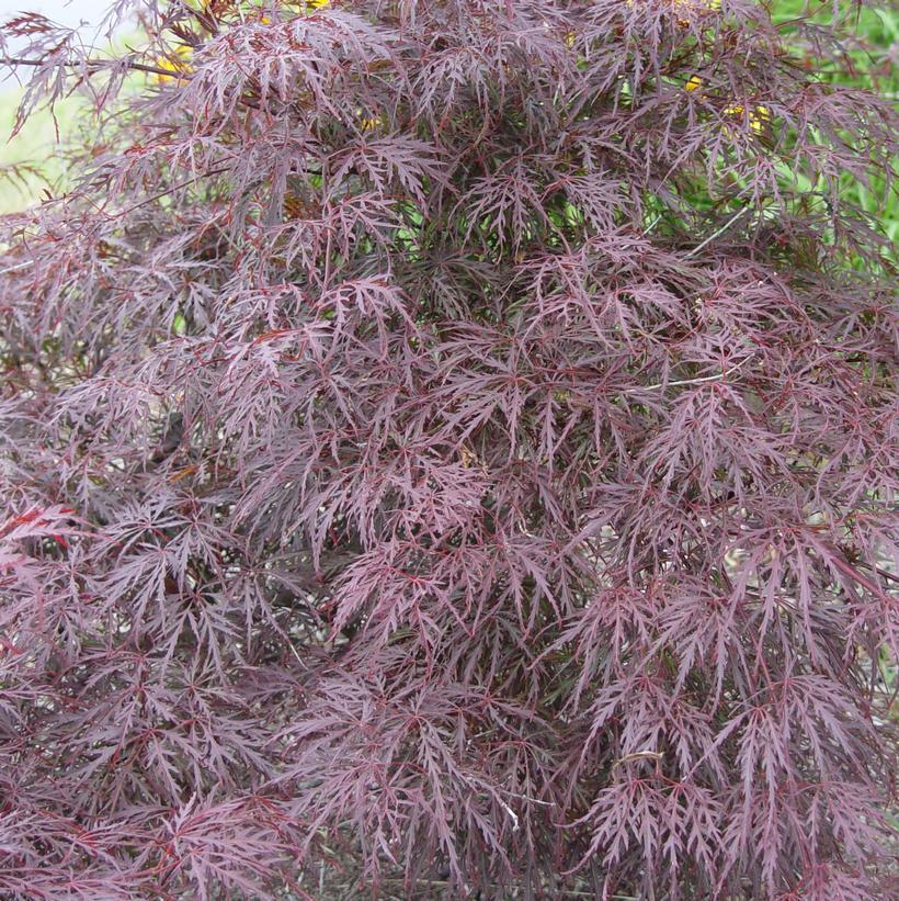 15G ACER PALMATUM DISECTUM TAMUKEYAMA Laceleaf Weeping Japanese Maple Everde