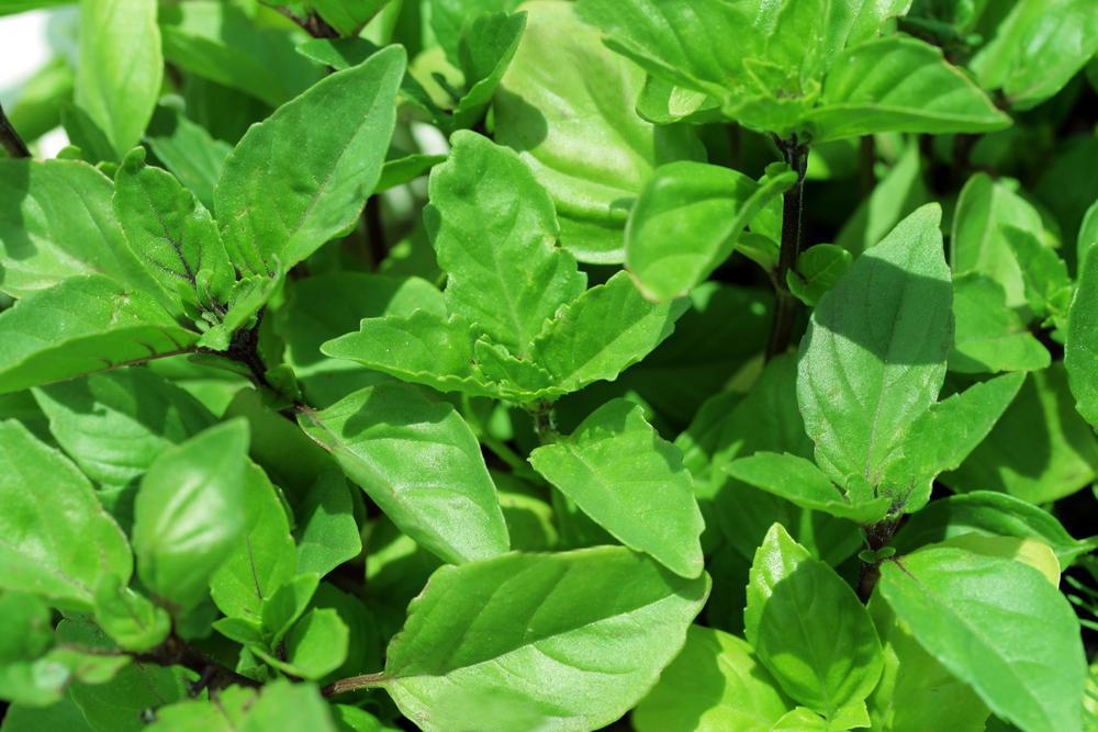 4" Herb - Basil - Cinnamon