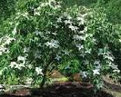 3G Cornus Kousa 'Elizabeth Lustgarten' - Weeping Dogwood - 1015521