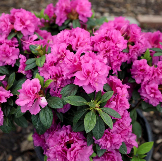 3G' Azalea Encore 'Autumn Majesty' - 1012794