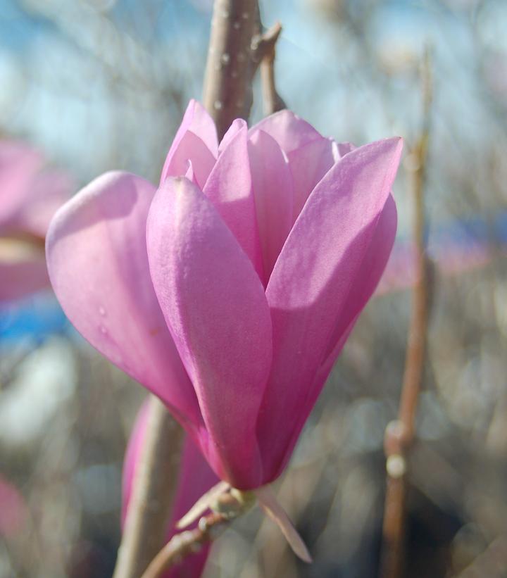 7G Magnolia Liliflora Jane 1003124