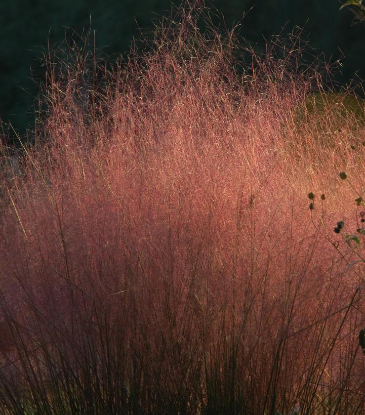 1G Muhlenbergia Capillaris - Muhly Grass (Longawn Hairgrass, Pink Hairgrass) - 1005661