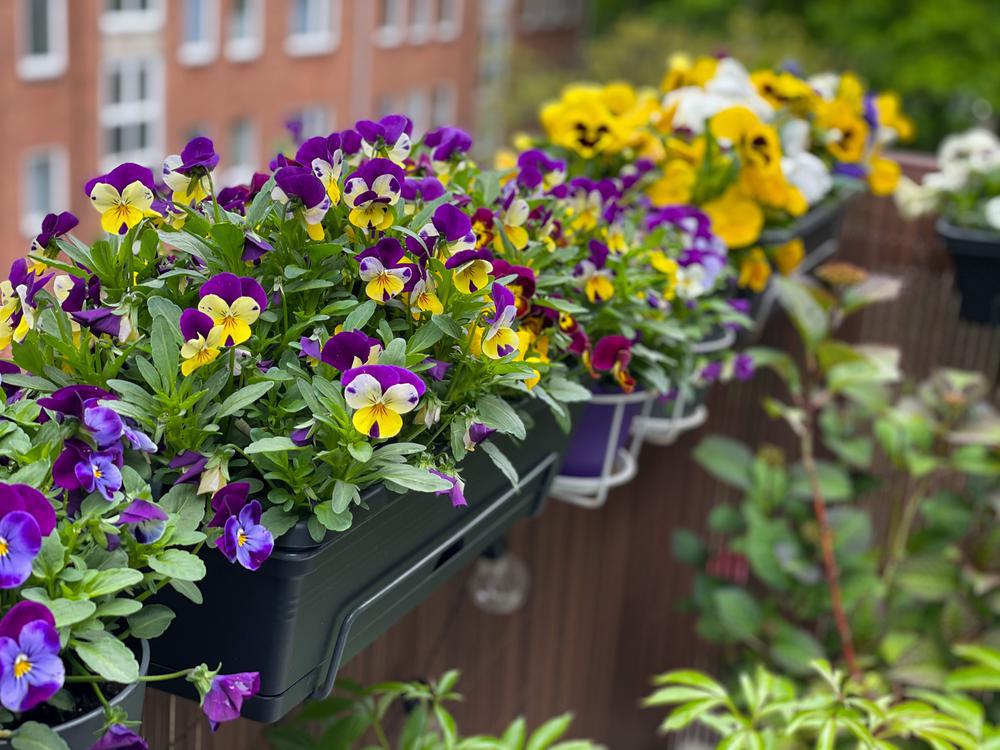 Quart Perennial Viola Sun/Part Shade