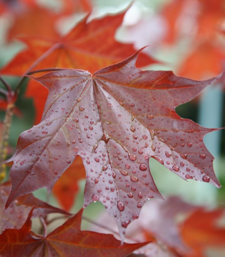 7G Acer platanoides x truncatum 'Crimson Sunset' ('JFS-KW202') Crimson Sunset® Maple: Patent PP21,838