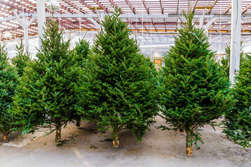 Christmas Tree - Balsam - 7'-8' - Premium