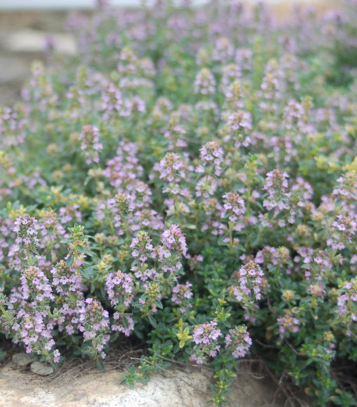 3" Thymus Praecox 'Pink Chintz' - Pink Creeping Thyme - 1002602