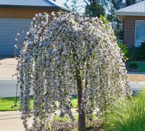 Weeping Cherry Tree - Snow Fountain White 8-10' - 5775