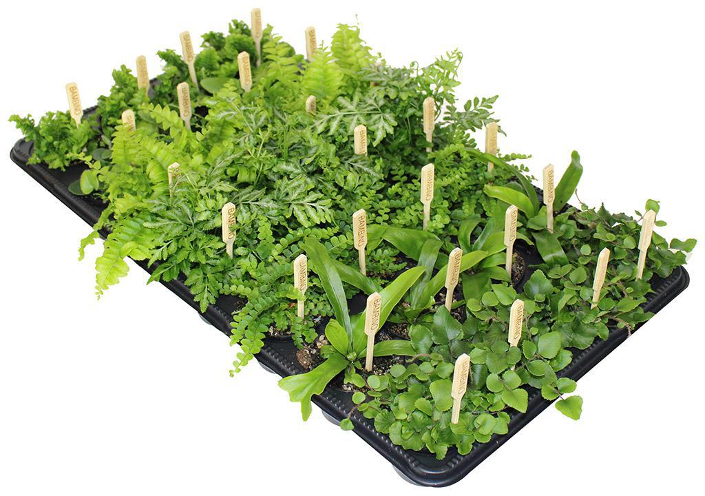 2.5" Fern Assorted Varieties/Colors G5178