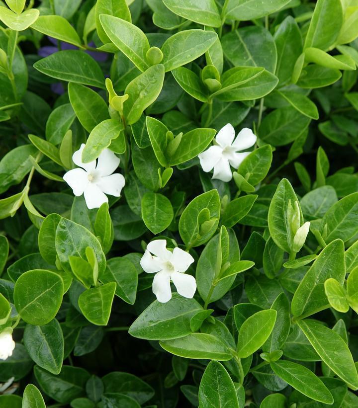 3" Vinca minor 'Alba' White Flowering Periwinkle 1003971