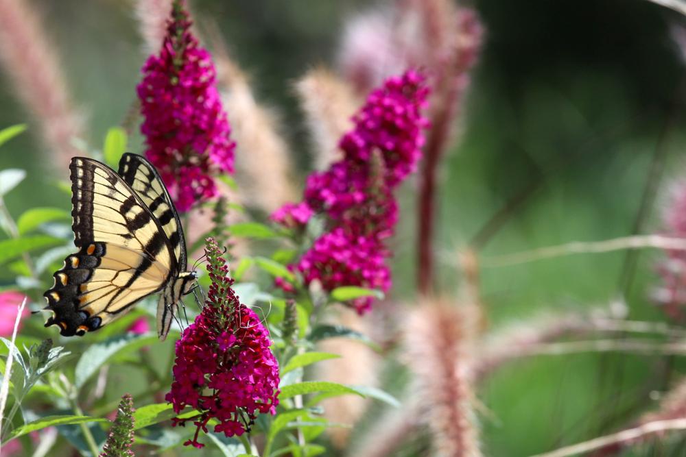 2G Buddleia (Butterfly Bush) Perennial