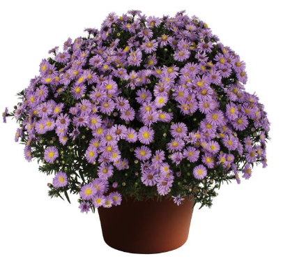 9" Aster - Daydream Lavender
