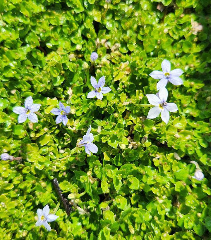 3" Isotoma Fluviatilis - Blue Star Creeper - 1002739