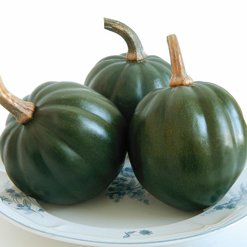 1G Squash 'Honey Bear' - Acorn Squash - 1007713