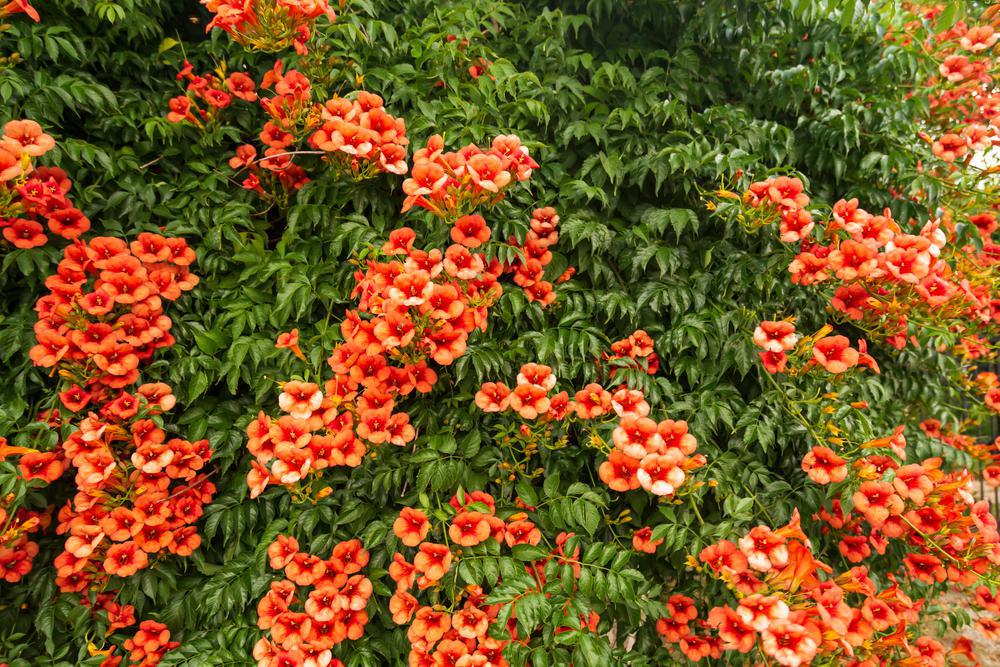 2G Campsis radicans Trumpet Vine 1003450