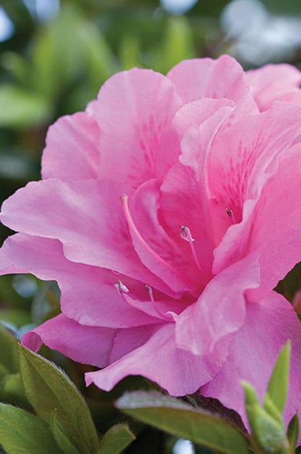3G' Azalea Encore 'Autumn Carnation' - 1006067