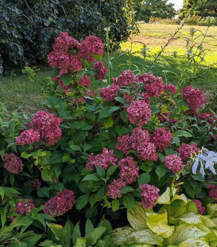 #2 Hydrangea mac. Endless Summer® Bloomstruck® ('PIIHM-II') Endless Summer® Bloomstruck® Hydrangea: Patent PP25566