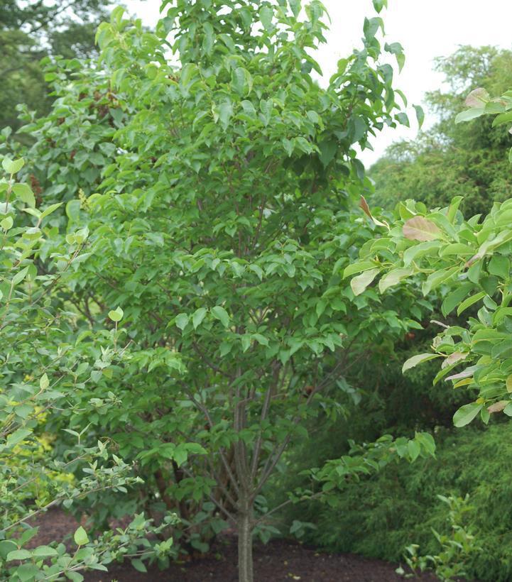 10G Syringa Reticulata Ivory Silk - Tree Form (Japanese Tree) Ivory Silk Tree Lilac
