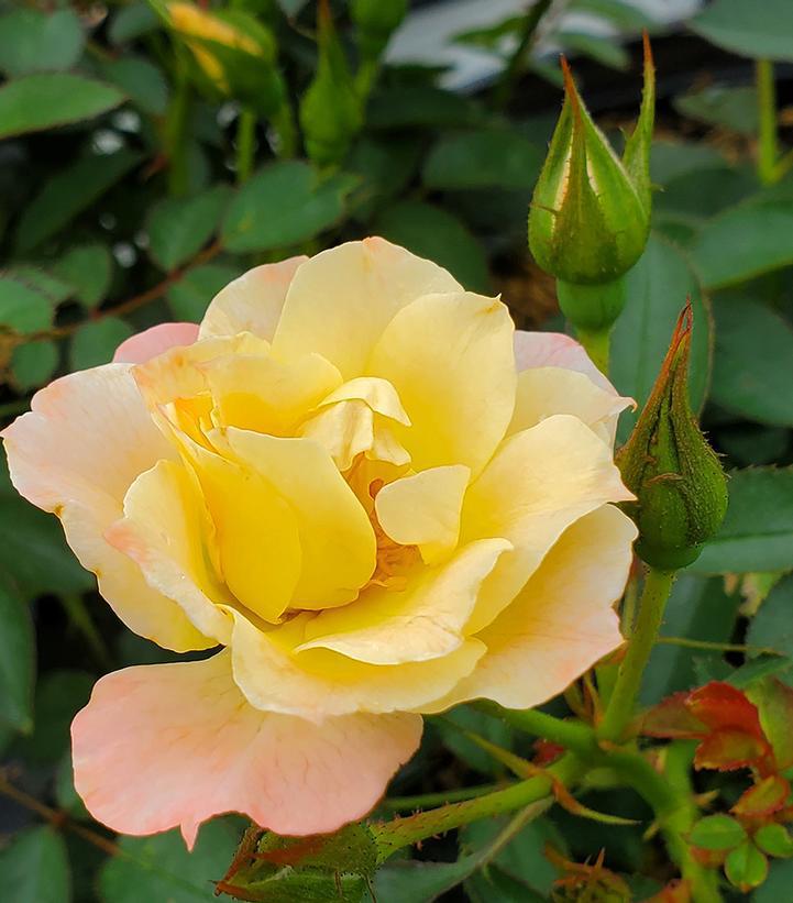 2G PW Rosa 'Oso Easy Italian Ice' - Rose Bush Yellow - 1007337