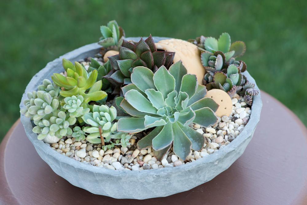 17" Designer Succulent Bowl