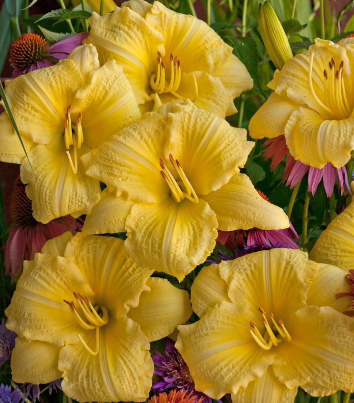 1G Hemerocallis Rainbow Rhythm® 'Going Bananas' Going Bananas Daylily: Patent PP17,164 1005356
