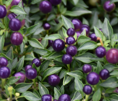 8" TP Ornamental Pepper - Hot Pops Purple