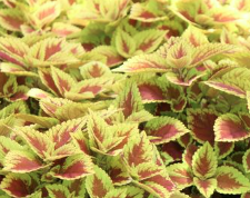 9" Coleus Volcanica Trusty Rusty