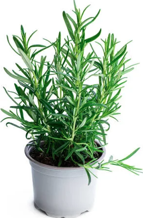 4" Herb - Rosemary