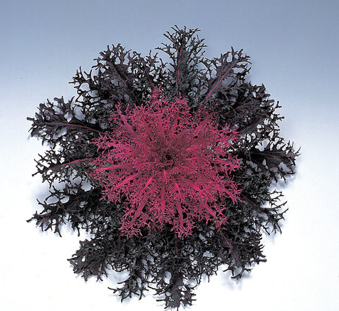 4.5" Ornamental Flowering Kale Peacock Red