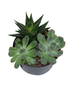 5.5 " Succulent Garden Low - C5477
