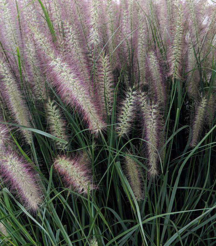 2G Pennisetum Alopecuroides 'Red Head' - Fountain Grass 1007961