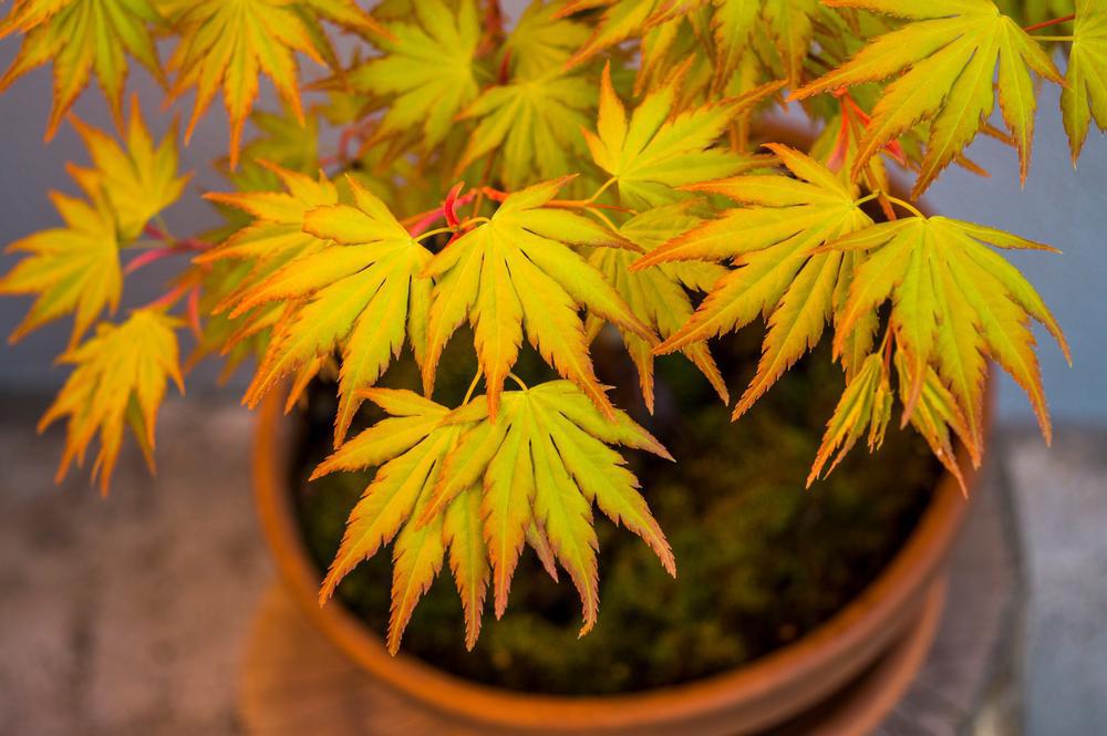 5G Acer palmatum 'Orange Dream' Orange Dream Japanese Maple
