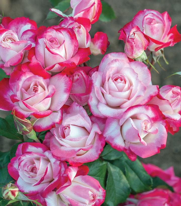 2G Rose Bush - Rosa 'Candy Cane Cocktail' - 1014169