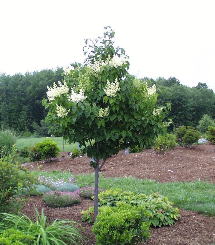 10G Syringa Reticulata Ivory Silk - Tree Form (Japanese Tree) Ivory Silk Tree Lilac