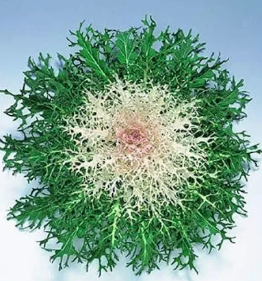 4.5" Ornamental Flowering Kale Peacock White