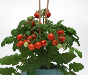 9" Tomato Siam