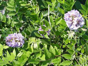 2G Wisteria Fruit 'Amethyst Falls' AB Amethyst Falls American Wisteria 1003913